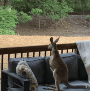 kangaroo looking off while sitting on the patio furnature