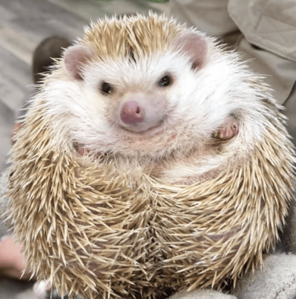 Hedgehog - The Creature Teacher
