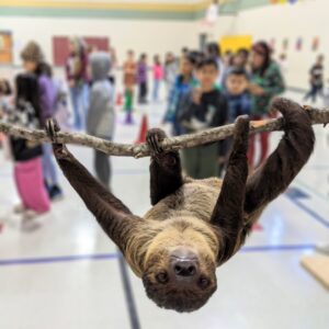 Conservation Presentation w/ the Sloth