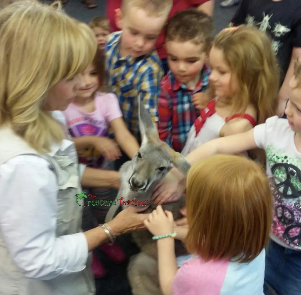 Children petting a kangaroo at a daycare program