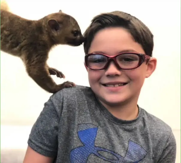 Kinkajou kissing a child