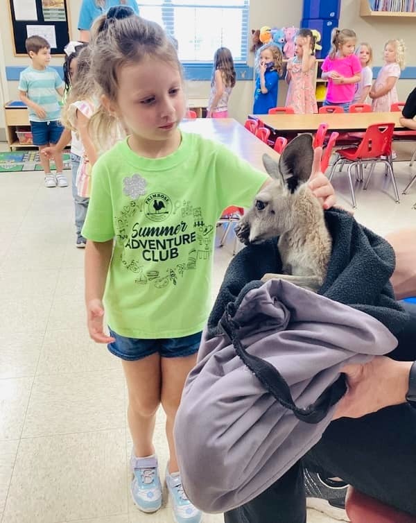 Daycare program with a little girl petting the kangaroo