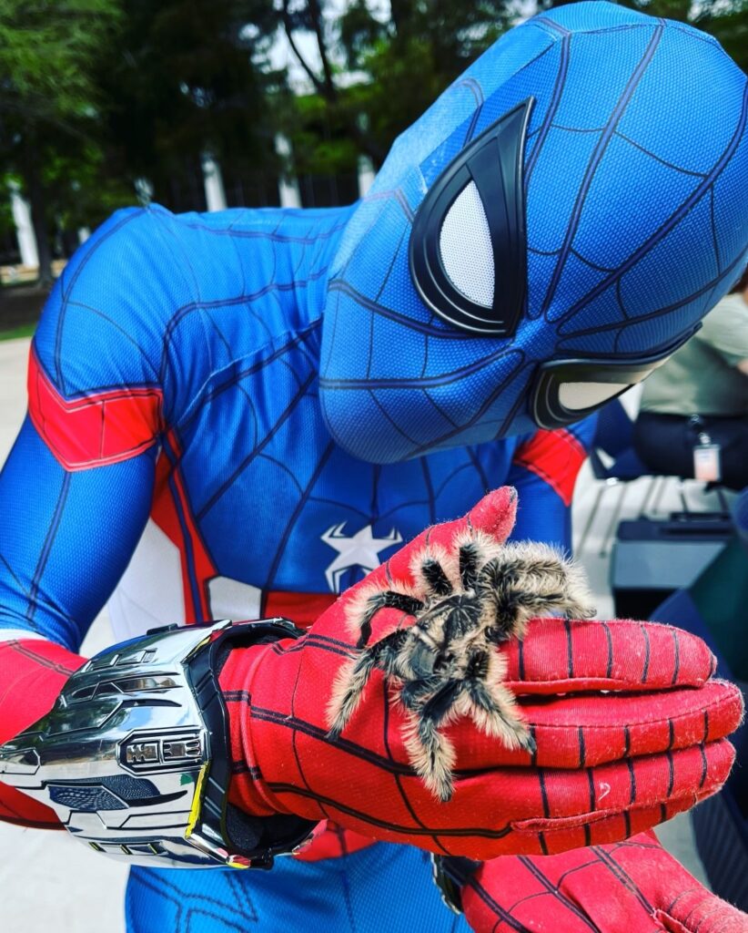 Spiderman holding a curly haired tarantula during a school program