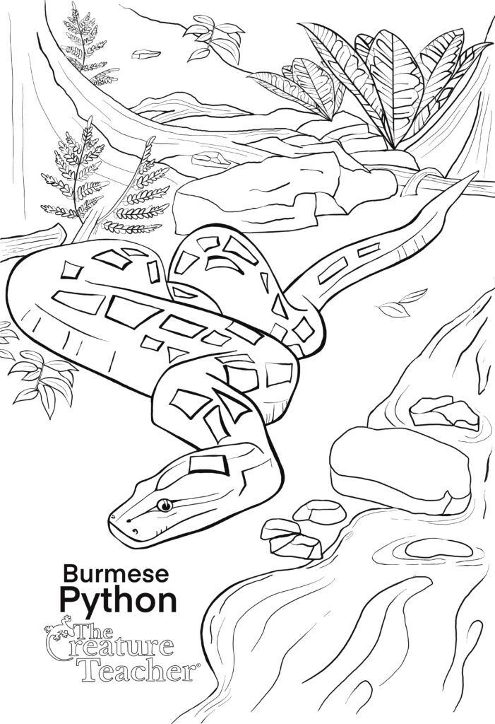 Burmese python coloring pages