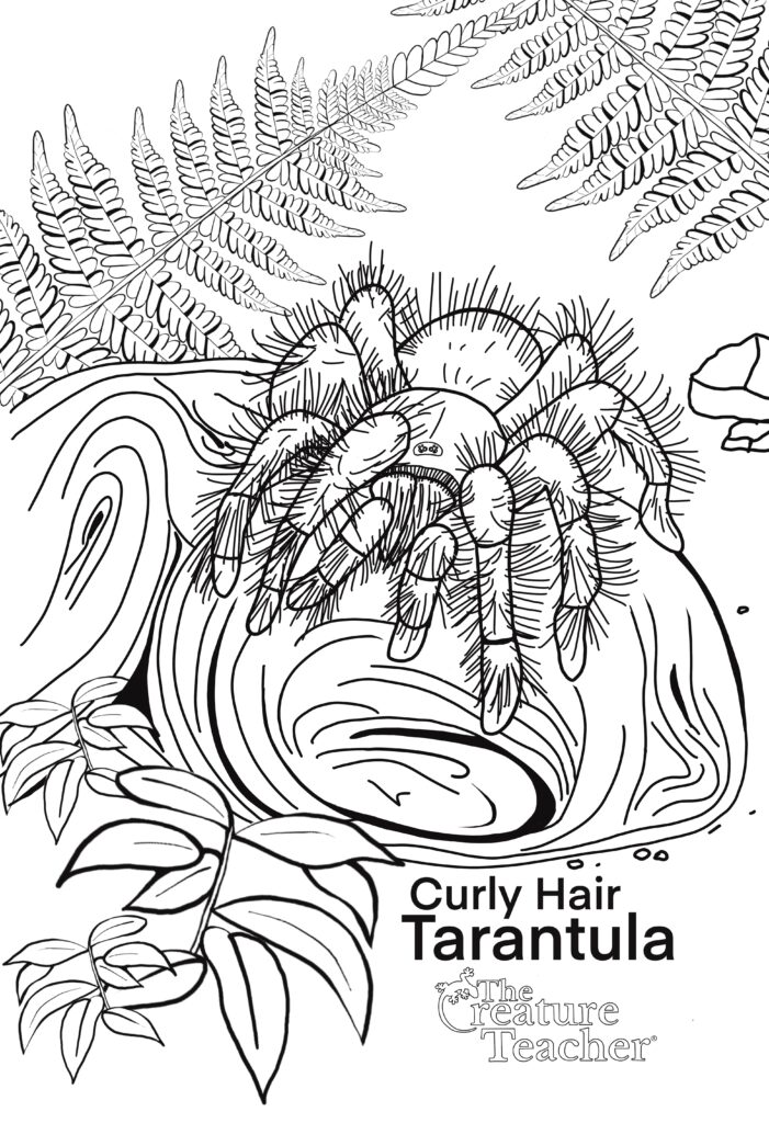 Educational science curly haired tarantula coloring page