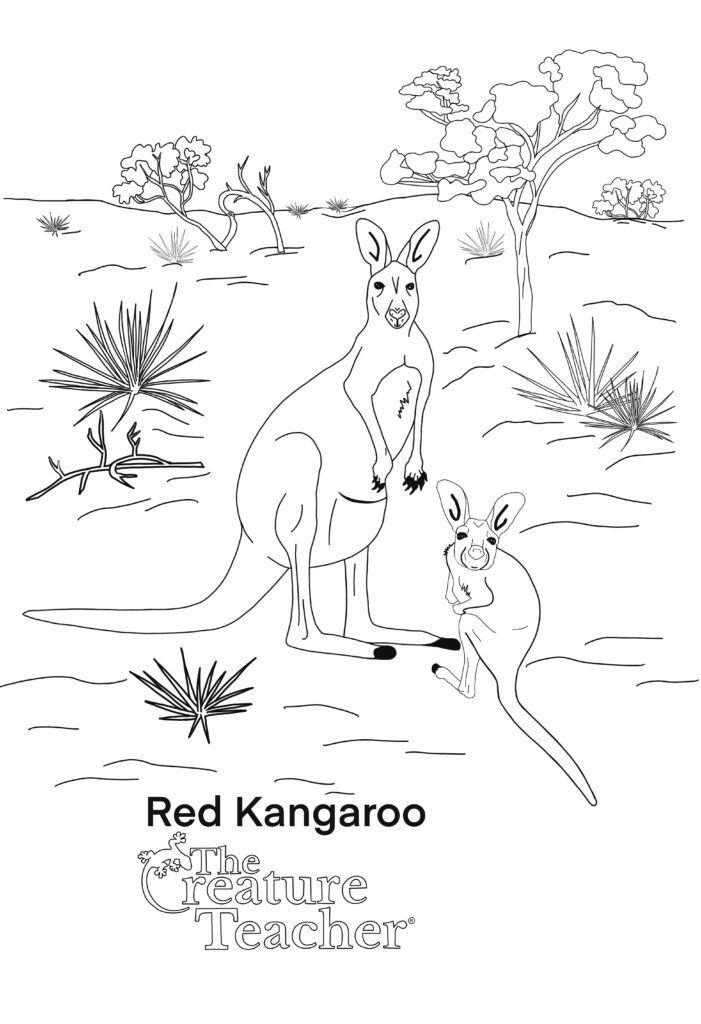 Educational science Kangaroo coloring page