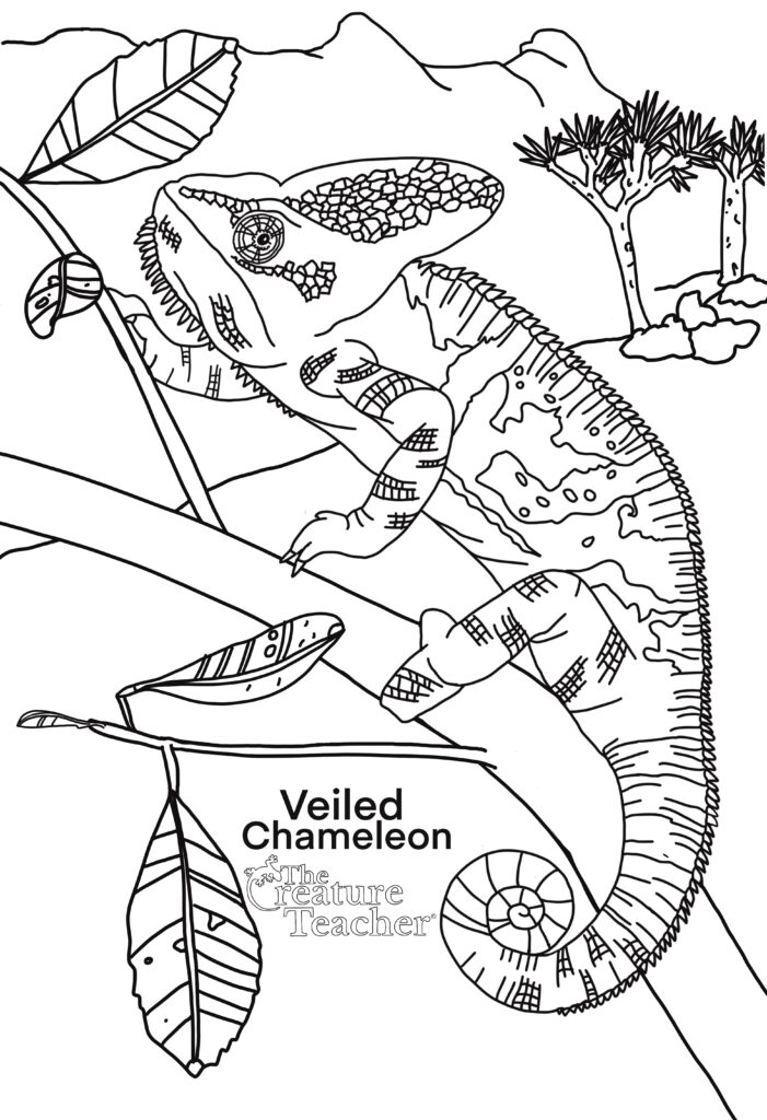 Educational science chameleon coloring page