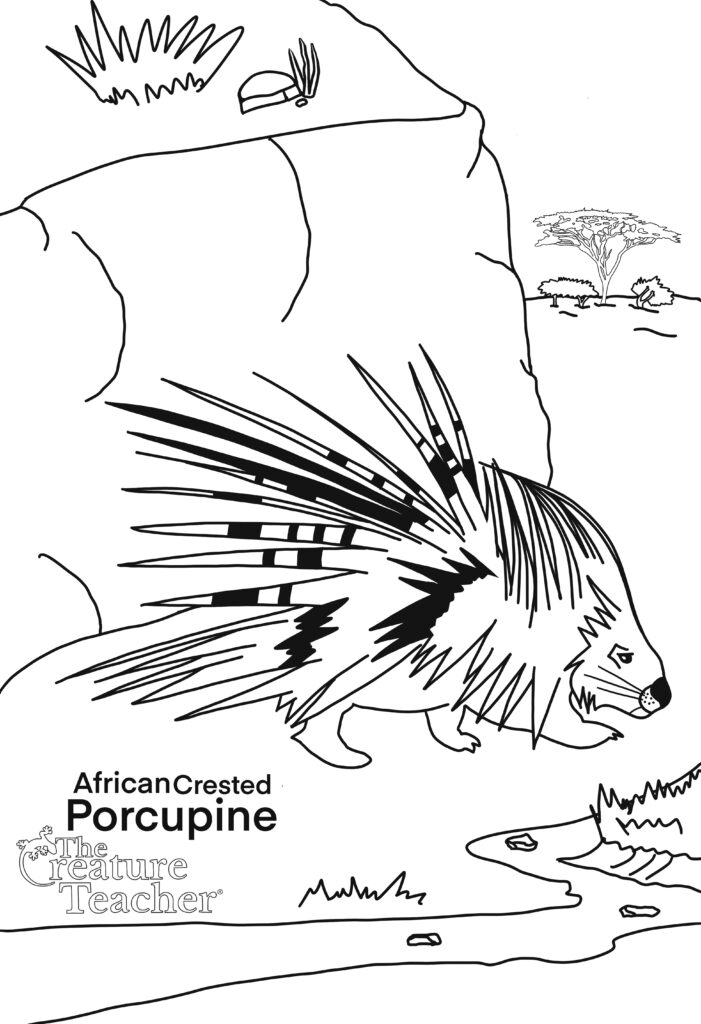 Educational science porcupine coloring page